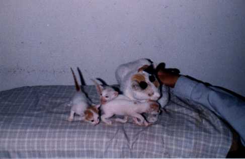 kittens